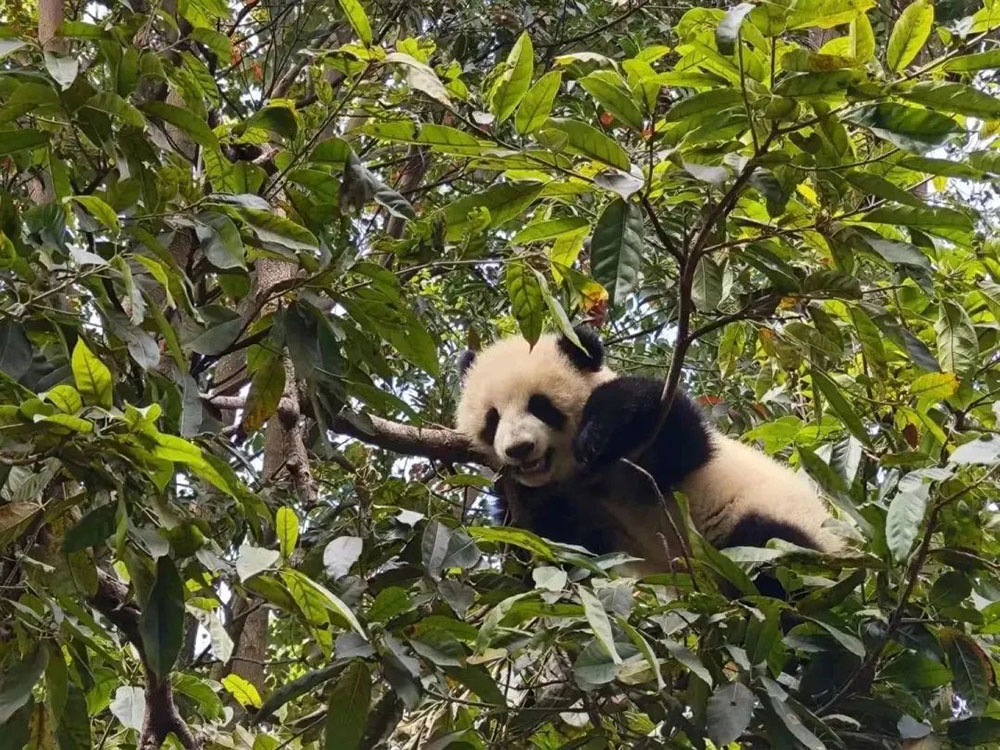 香港宝典资料大全免费资料大全